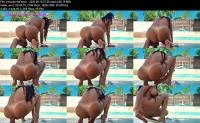 Amazon fait caca (FullHD 1080p / 226.19 MB) - ScatUria