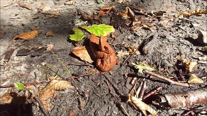 Amateur Scat Kaviar Solo: A Toilet Defecation Winner - Full Brown Mess - scat porn video at Scaturia.net